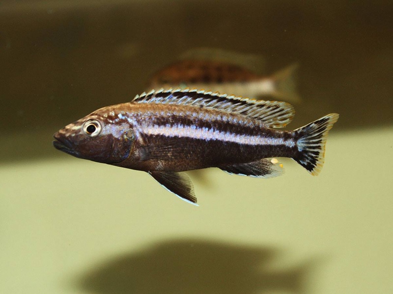 Melanochromis simulans 'Chiofu Bay'